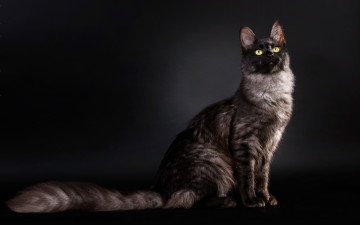 Картинка животные коты взгляд хвостяра кот