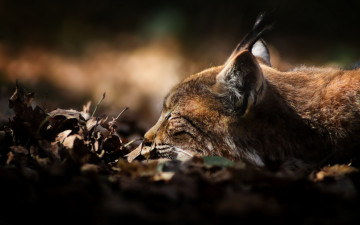 Картинка животные рыси сон отдых осень листья голова рысь
