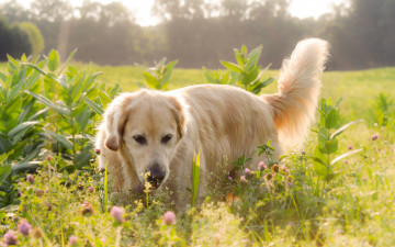 Картинка животные собаки лето