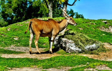 Картинка животные антилопы антилопа деревья пригорок трава