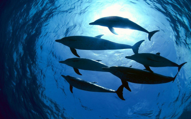 Обои картинки фото животные, дельфины, море, вода, стая