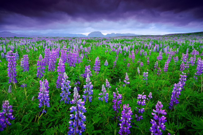 Обои картинки фото цветы, люпин, небо, исландия, горы, поле, тучи, лето