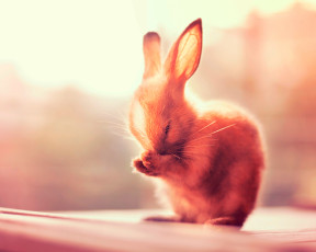 Картинка животные кролики +зайцы лапки ушки кролик