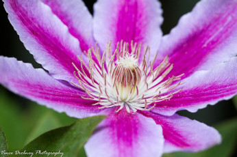 Картинка цветы клематис+ ломонос лепестки розовый климатис тычинки цветок макро