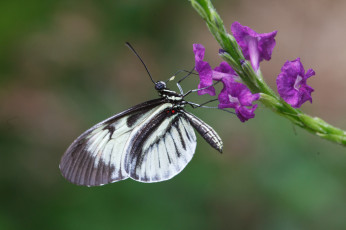 Картинка животные бабочки фон крылья бабочка bob decker цветок макро листья насекомое усики