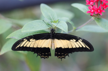 Картинка животные бабочки лист макро крылья бабочка