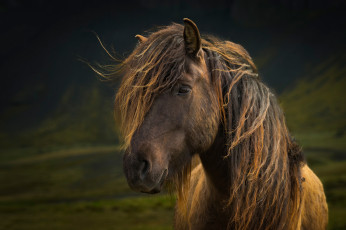 Картинка животные лошади лошадь взгляд грива