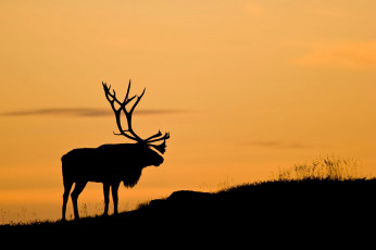 Картинка животные олени силуэт закат северный олень