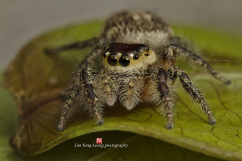 Картинка животные пауки джампер паук макро паутинка