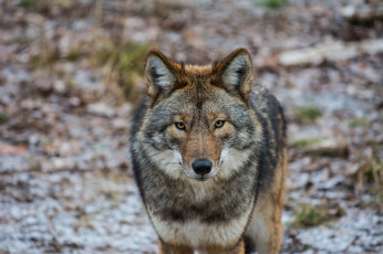 Картинка животные волки +койоты +шакалы взгляд американский волк coyote