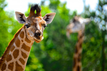 Картинка животные жирафы взгляд фон жираф