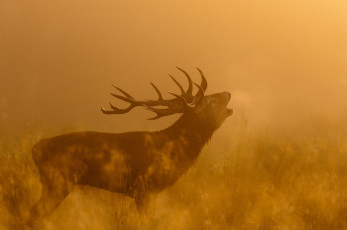 Картинка животные олени трава свет блики профиль осень солнце рога