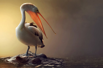 Картинка животные разные+вместе вода пеликан птица бегемот