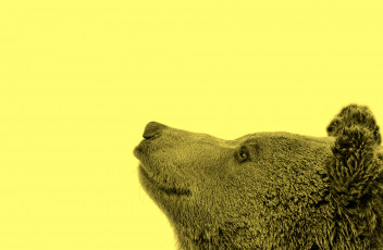 Картинка животные медведи взгляд жёлтый фон морда медведь