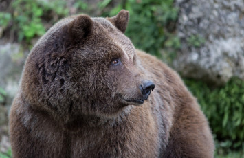 Картинка животные медведи бурый профиль морда мех