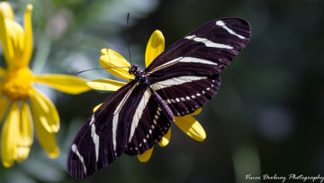 Картинка животные бабочки бабочка крылья макро усики чёрная