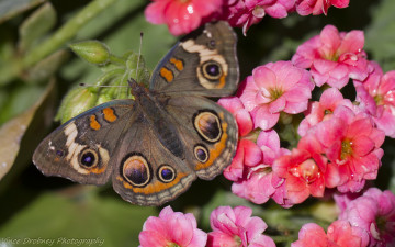 Картинка животные бабочки крылья насекомое бабочка цветы макро