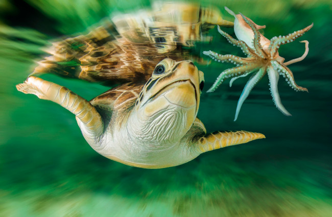 Обои картинки фото животные, разные вместе, осьминог, подводный, мир, австралия, черепаха