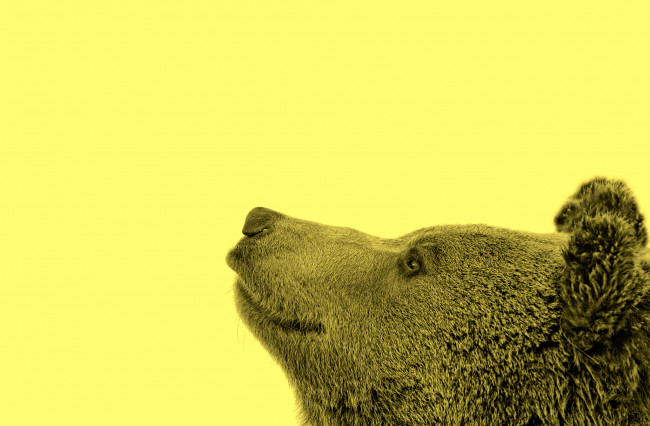 Обои картинки фото животные, медведи, взгляд, жёлтый, фон, морда, медведь