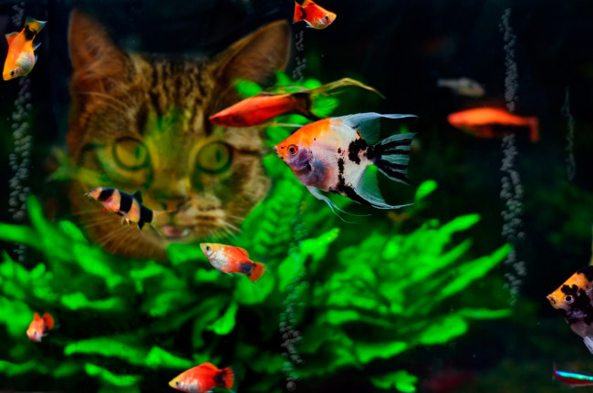 Обои картинки фото животные, разные вместе, рыбки, аквариум, еда, кошка