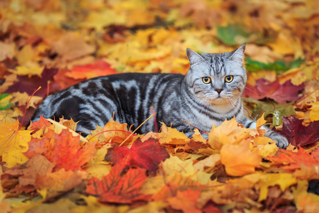 Обои картинки фото животные, коты, листья, кот, полосатый