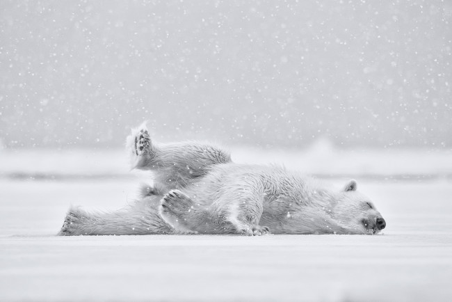 Обои картинки фото животные, медведи, снег, мишка, polar, bear