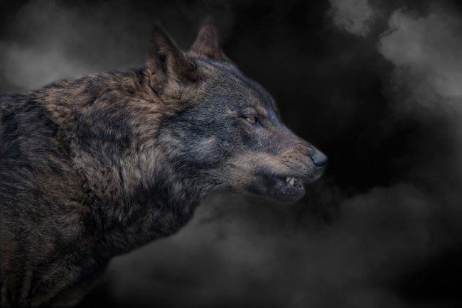Обои картинки фото животные, волки,  койоты,  шакалы, волк, оскал, дым, тёмный, фон, злость