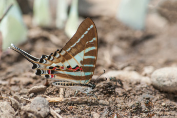 Картинка животные бабочки +мотыльки +моли усики крылья бабочка фон макро