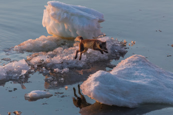 Картинка животные песцы прыжок песец льдина арктика