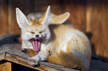 Картинка фенёк животные фенеки хищник млекопитающее животное лиса