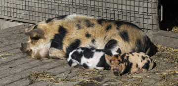 Картинка животные свиньи +кабаны свинья поросята пятнистые