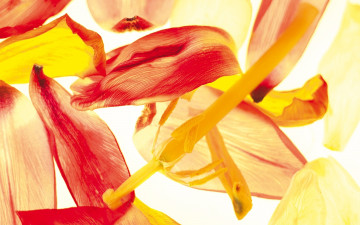 Картинка цветы тюльпаны тычинки пестик лепестки тюльпан