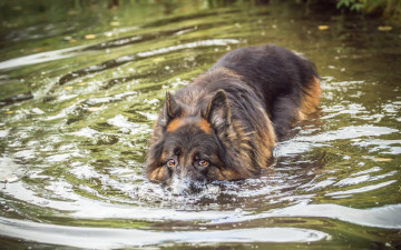 Картинка животные собаки вода друг взгляд собака