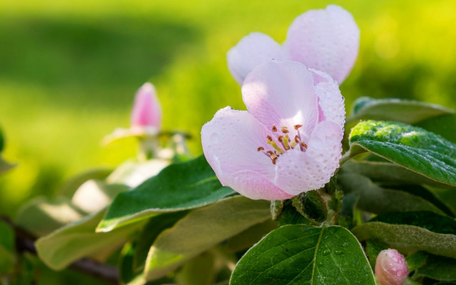 Обои картинки фото цветы, айва, весна, роса, розовый, макро