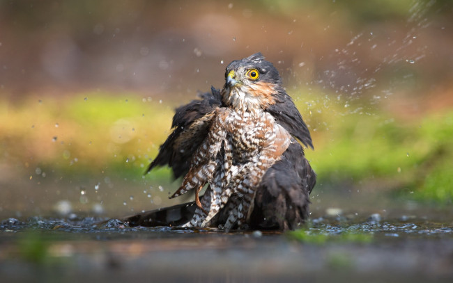 Обои картинки фото животные, птицы - хищники, вода, eurasian, sparrowhawk, птица