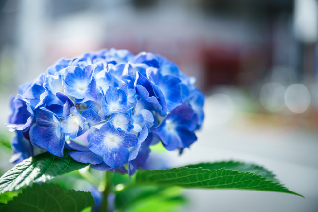 Обои картинки фото цветы, гортензия, макро, голубая