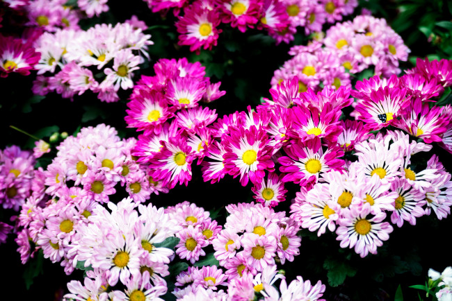 Обои картинки фото цветы, хризантемы, осень