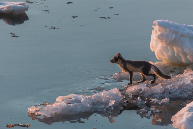 Обои картинки фото животные, песцы, вода, море, песец, арктика, лёд