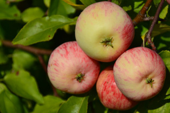 Картинка природа плоды яблоки макро ветка