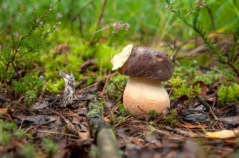 Картинка природа грибы боровик мох гриб