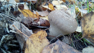 Картинка дождевик природа грибы гриб