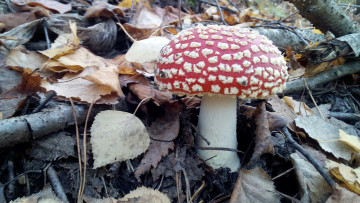 Картинка мухомор+красный природа грибы +мухомор мухомор красный гриб ядовитый