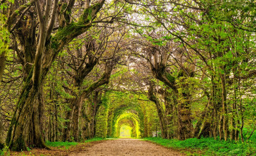 Картинка природа парк деревья дорога арка аллея