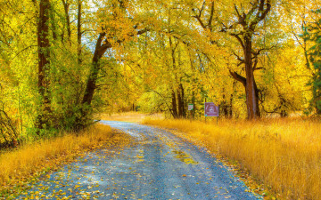 Картинка природа дороги лес осень ветки желтые листья трава деревья дорога