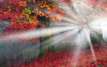 Картинка природа лес осень украина лучи света желтые карпаты листья деревья туман красные утро