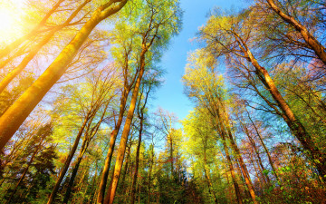 Картинка природа лес осень ветки верхушки деревья солнце
