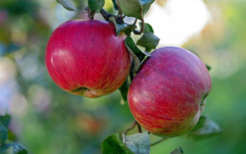 Картинка природа плоды ветка яблоко макро яблоня