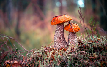 Картинка природа грибы подосиновик лес осень