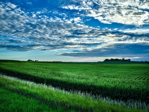 Обои картинки фото природа, поля, кукуруза, зелень, поле, сша, айова
