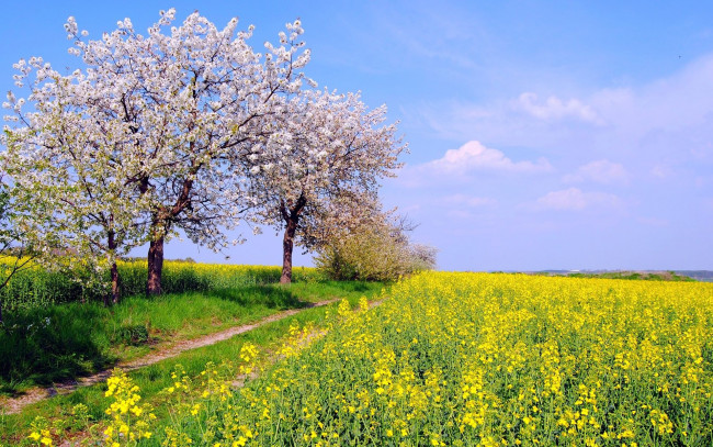 Обои картинки фото природа, дороги, солнце, небо, трава, цветение, дорожка, весна, цветы, деревья, поле, желтые